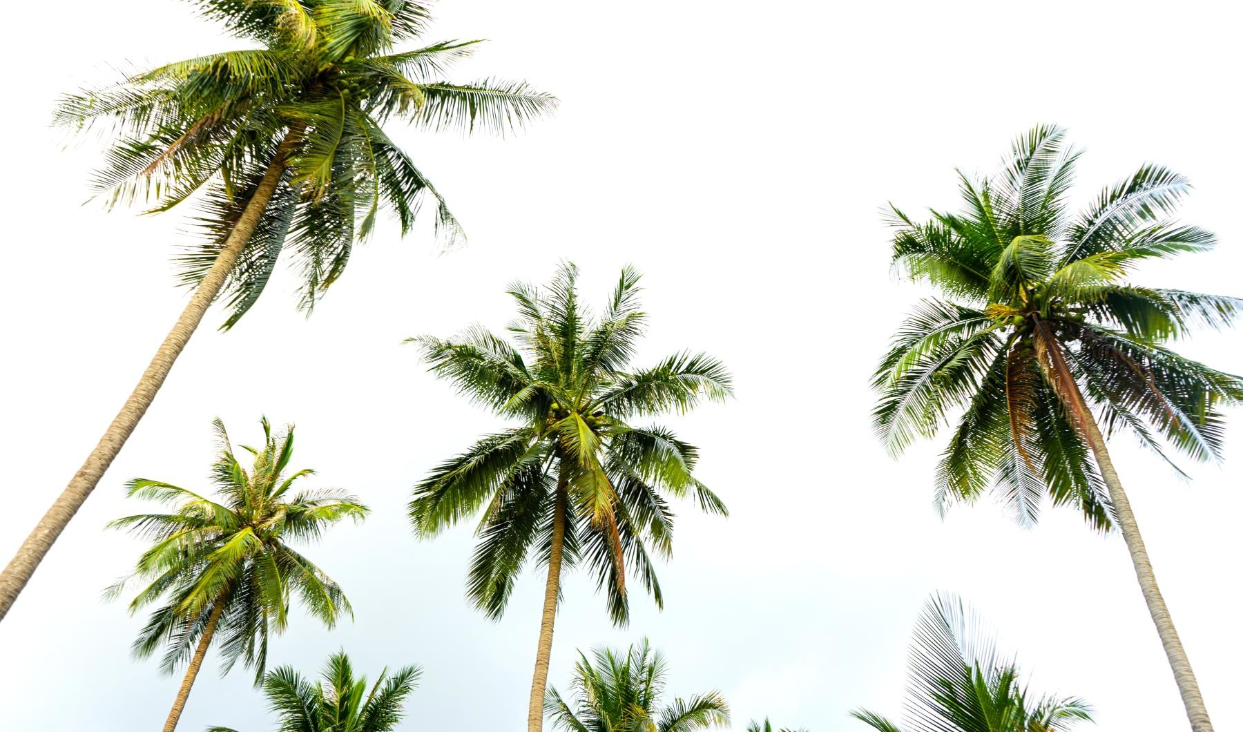 a group of palm trees