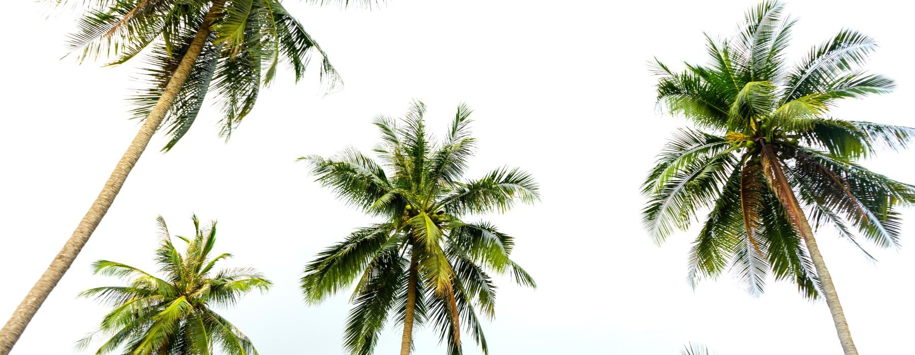 a group of palm trees